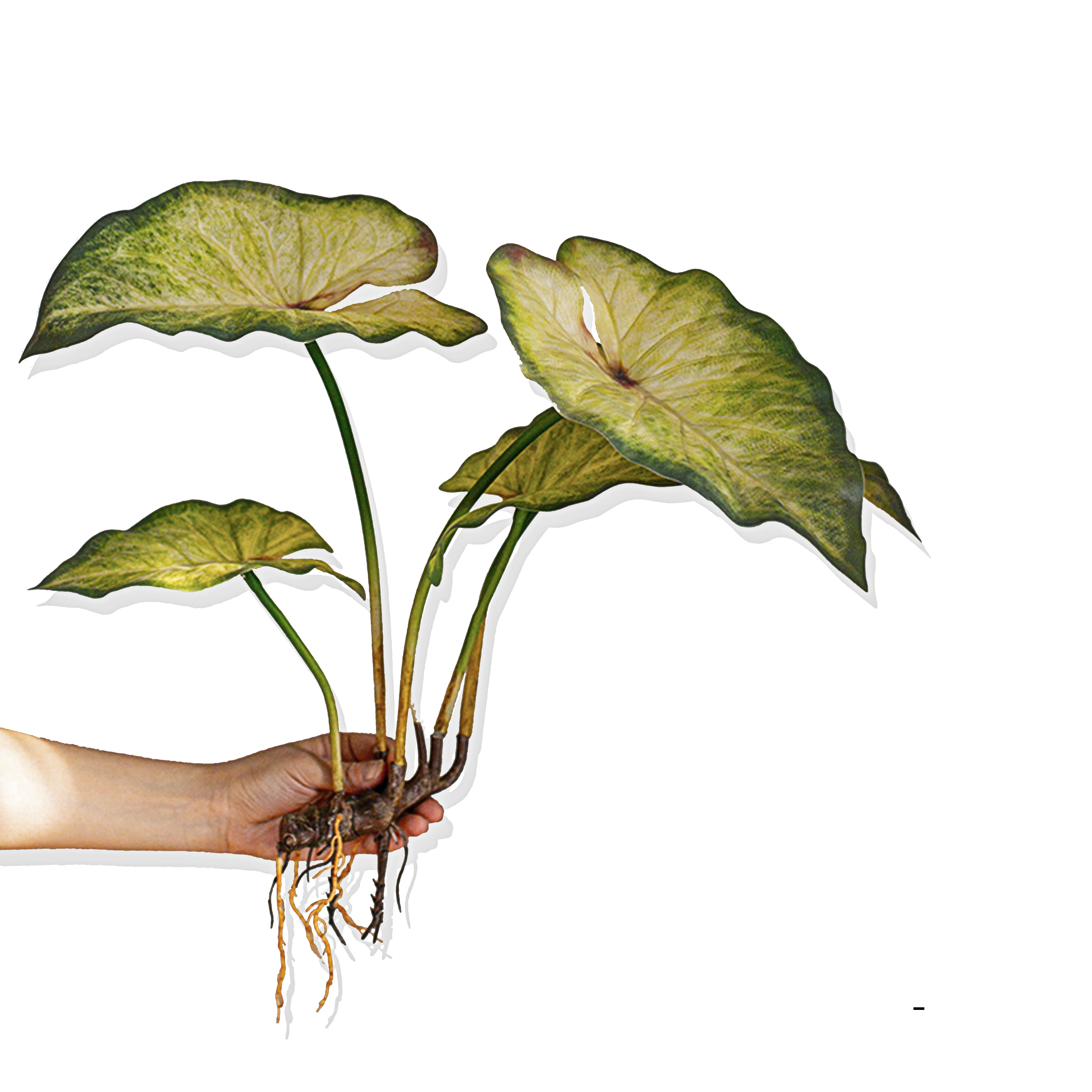 19.6-Inch Artificial Caladium Leaf Stems