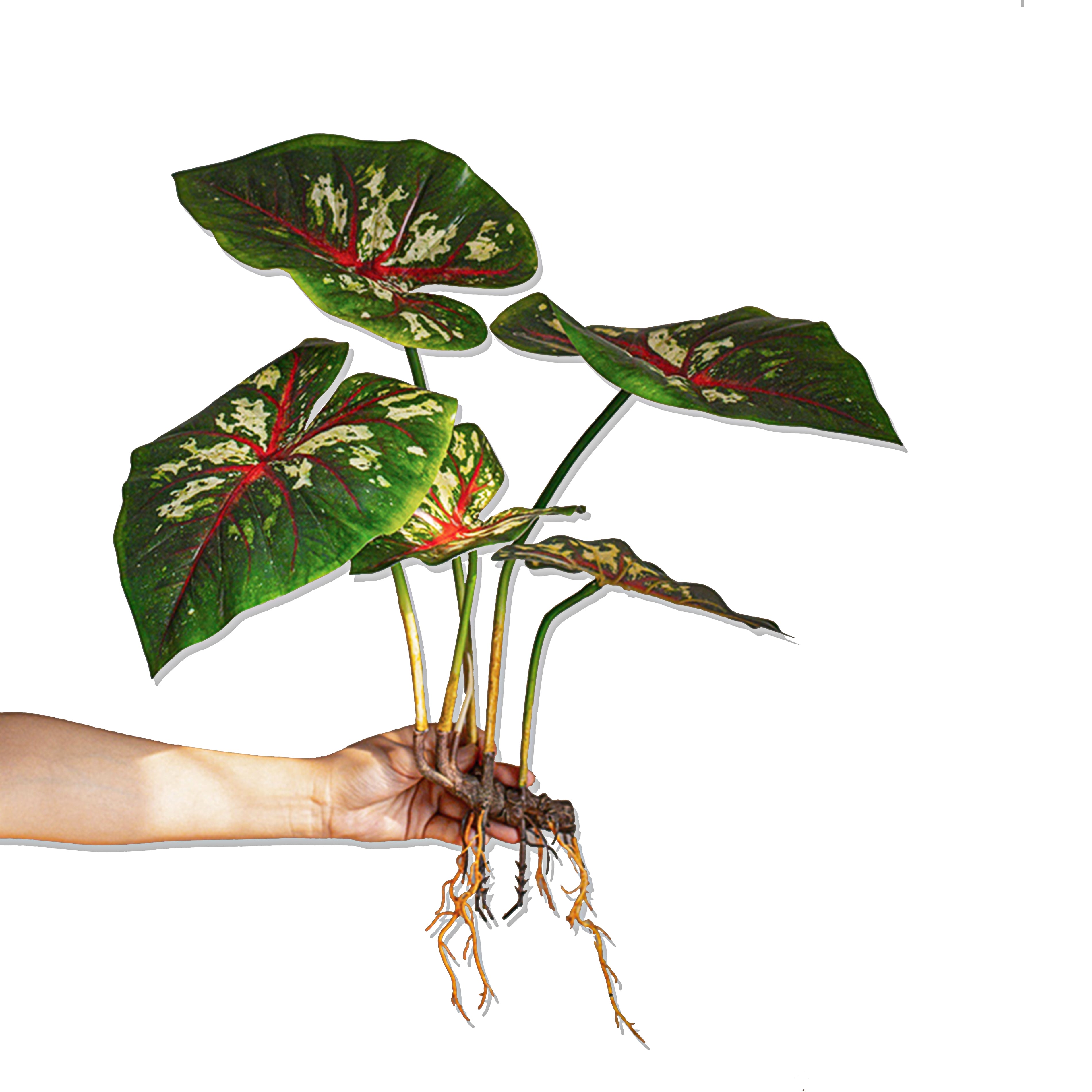 19.6-Inch Artificial Caladium Leaf Stems