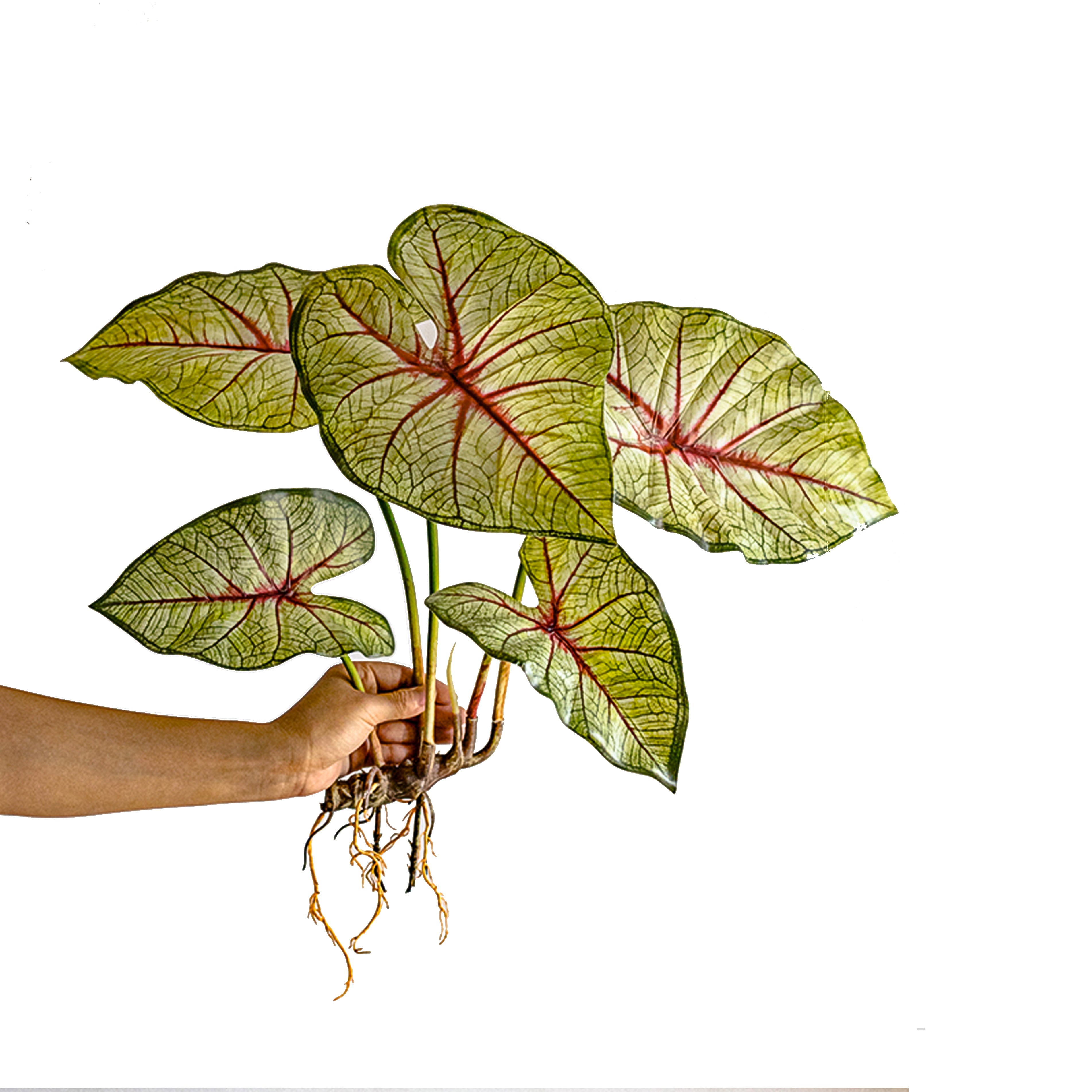 19.6-Inch Artificial Caladium Leaf Stems